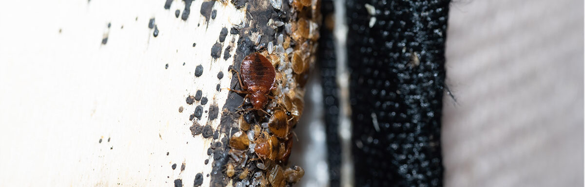 Bed Bug Numbers Rising in Toronto