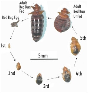 bed bug cycle 286x300