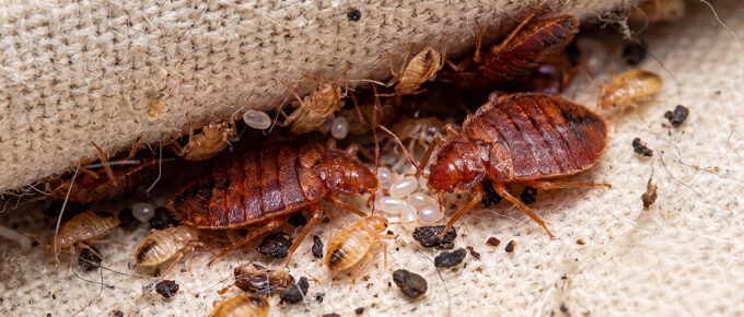 What does a bed bug look like