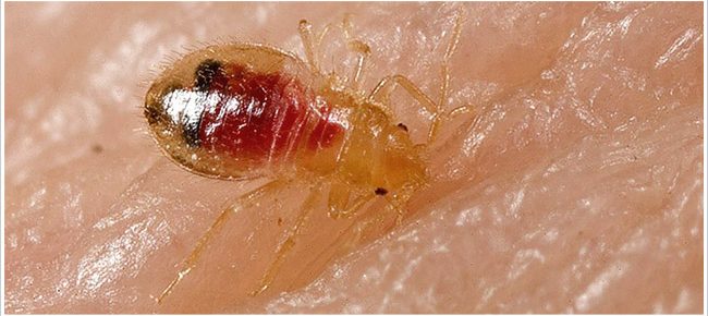 this is a bed bug