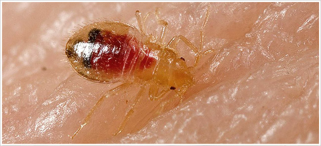 this is a bed bug