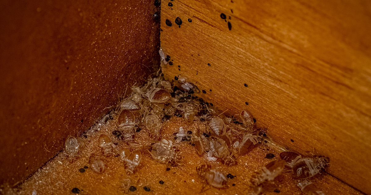where bed bugs live