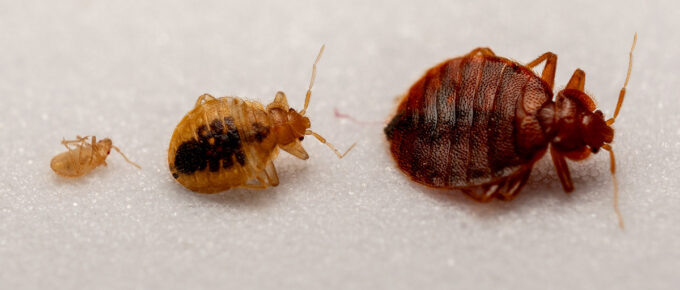 bed bug origins 1