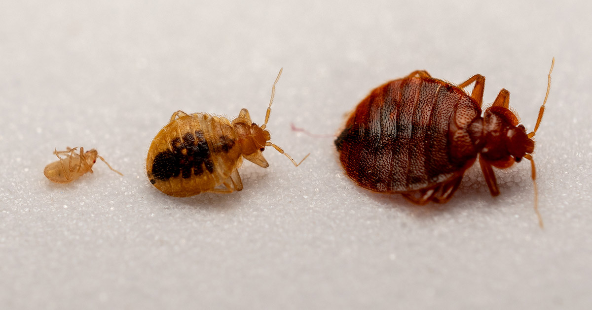 bed bug origins 1