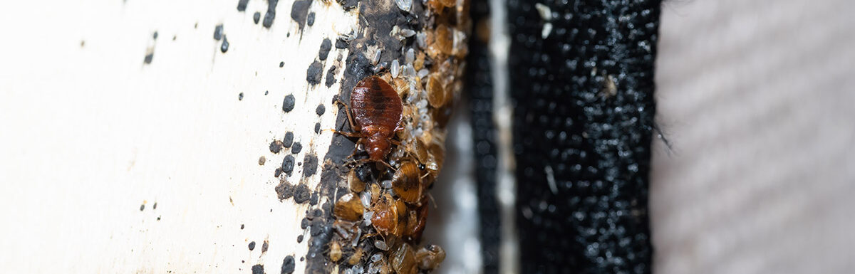 bed bugs spreading