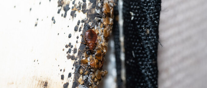 bed bugs spreading