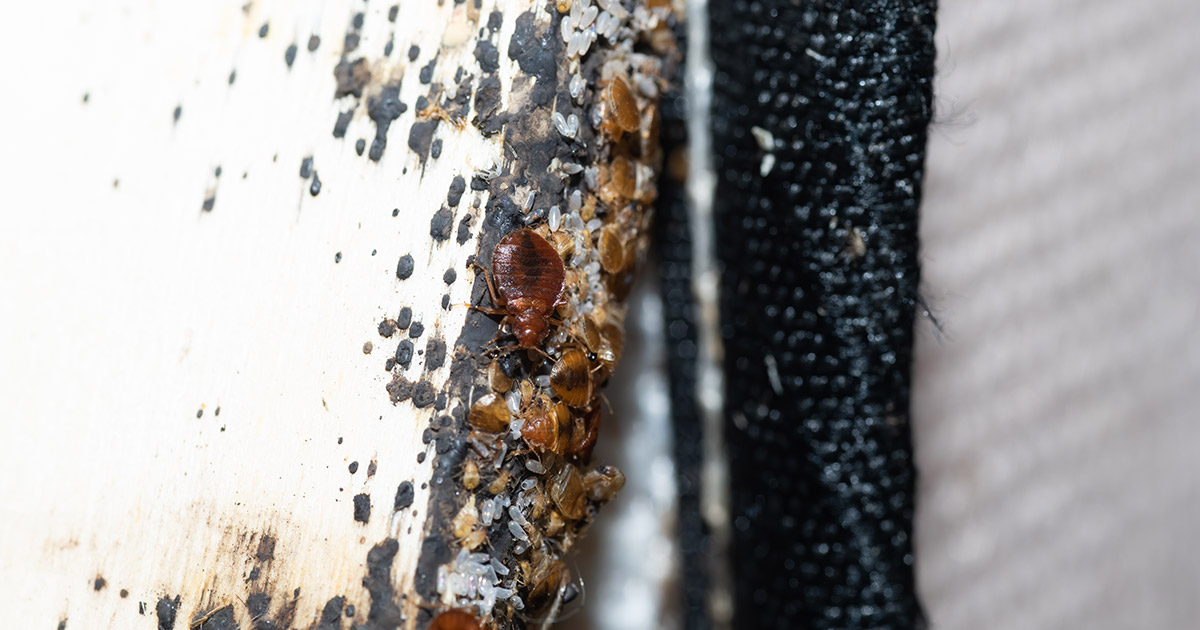 bed bugs spreading