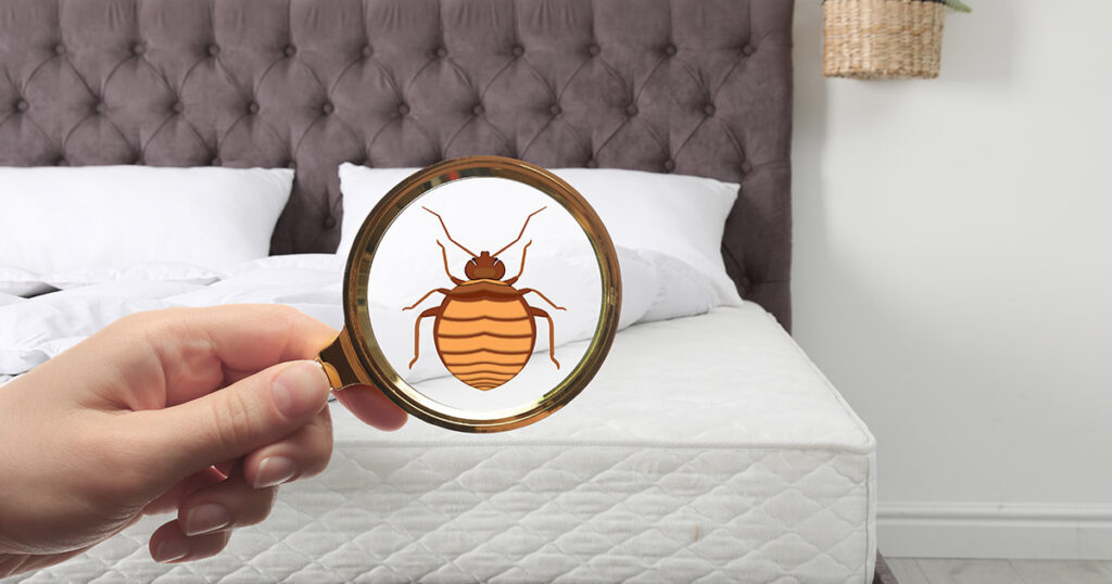 bed bug hiding spots
