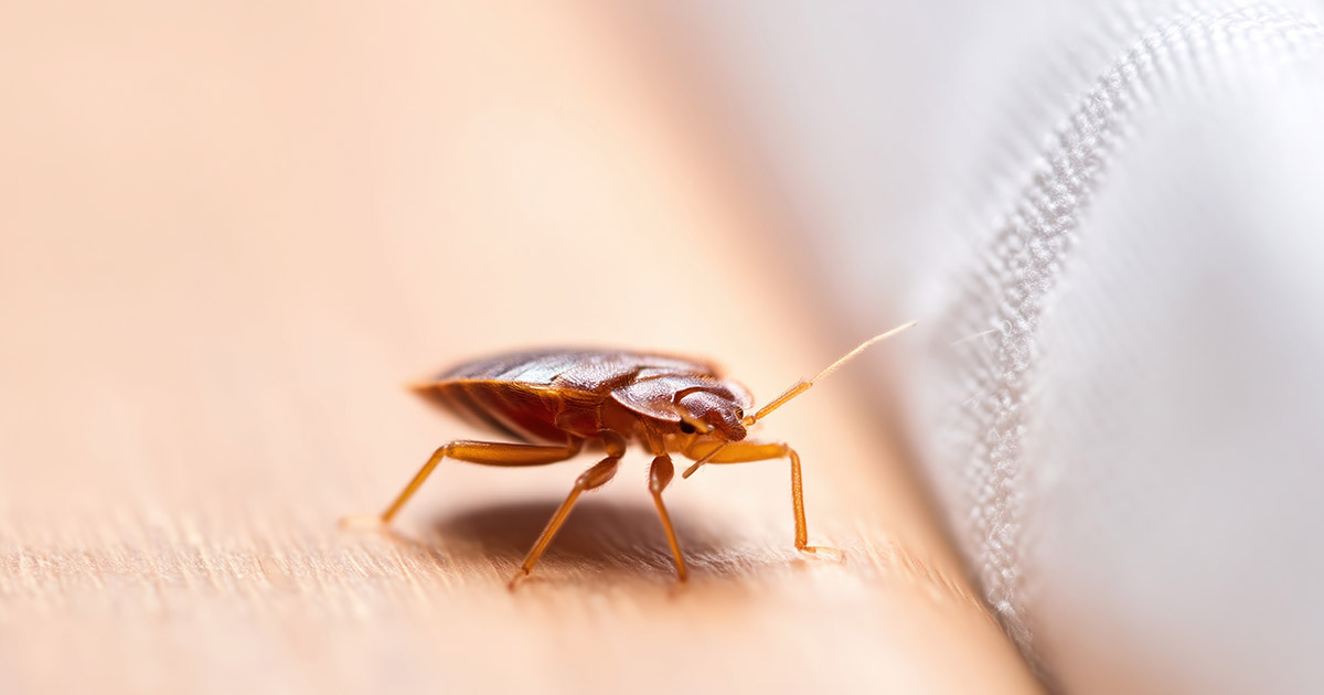 bed bugs cant fly