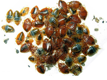 bed bugs spreading