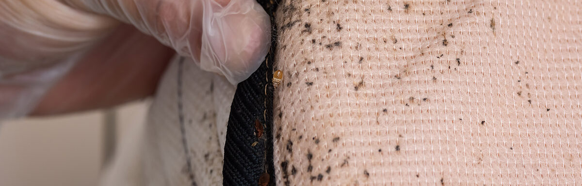 bed bugs spreading