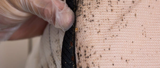 bed bugs spreading