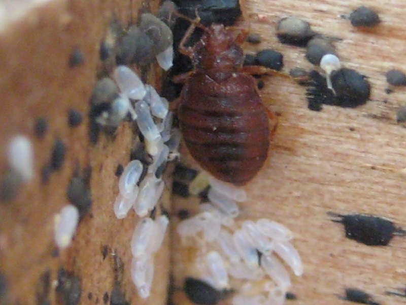 bed bug exterminator picture