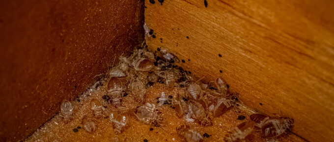 bed bug exterminator picture