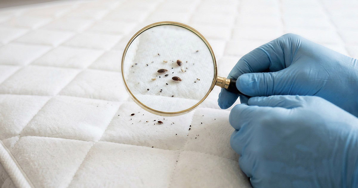 bed bugs spreading