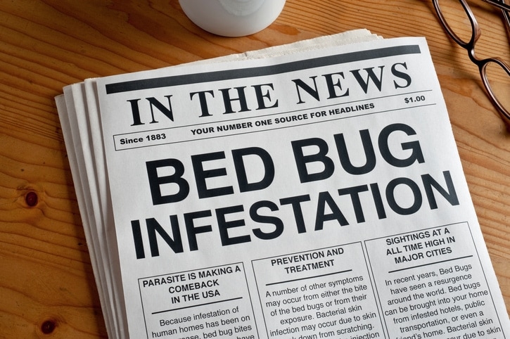bed bug resurgence