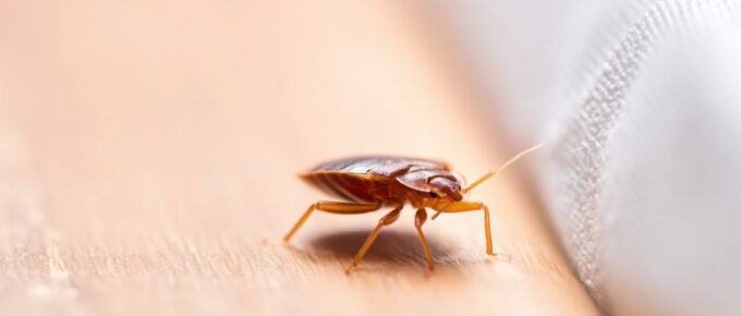About Bed Bugs