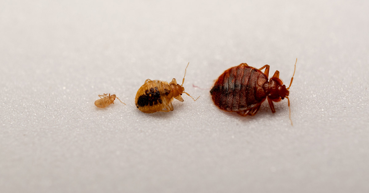 Bed Bugs History