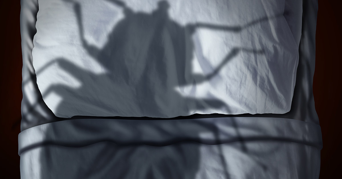Bed bug shadow