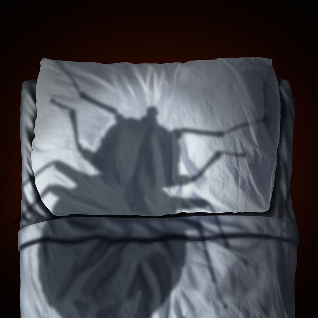 Bed bug shadow