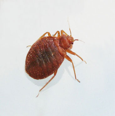 what-are-beg-bugs