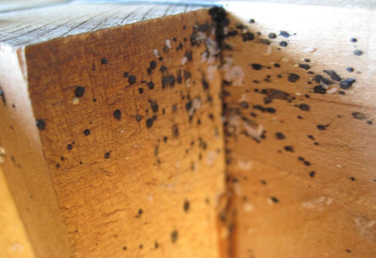 how do you know if you have bed bugs