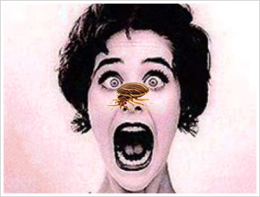 How to Kill Bed Bugs - Bed Bug Exterminator Pro