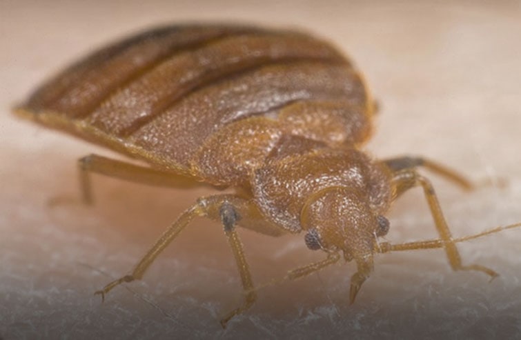 bed bug closeup