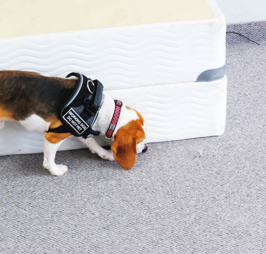 Bed Bug Detection Dogs Toronto