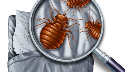 Bed Bug Infestation