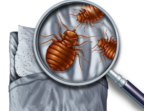 Bed Bug Infestation