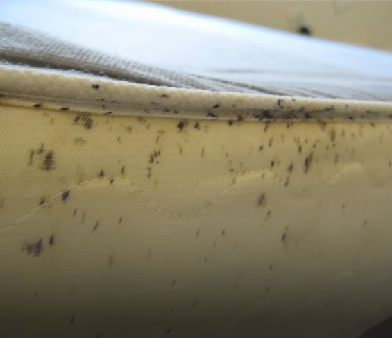 bed bug feces on mattress