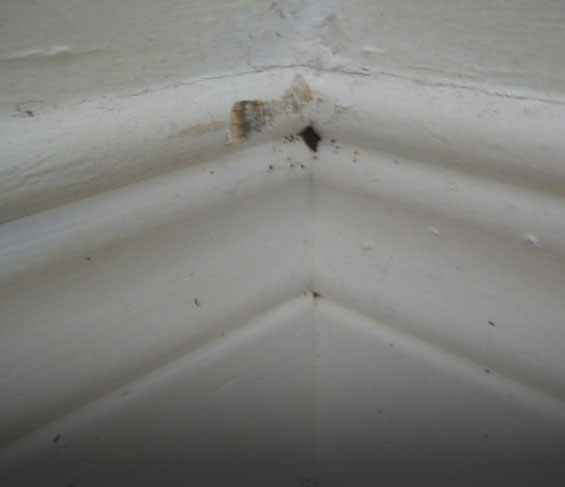 bed bug hole in baseboard