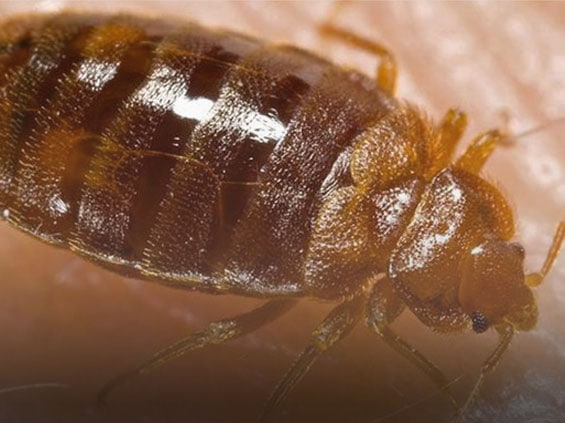adult bed bug