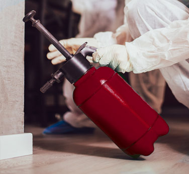 Chemical Bed Bug Treatment Toronto