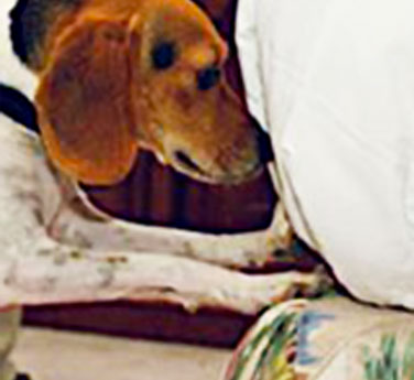 K-9 bed bug detection Toronto