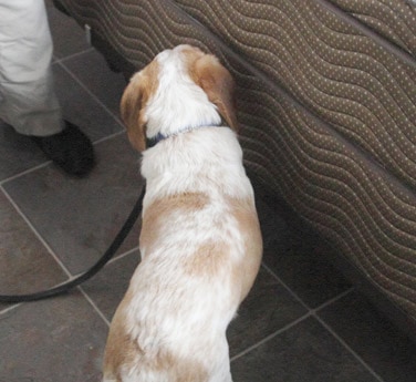 K-9 bed bug detection Toronto