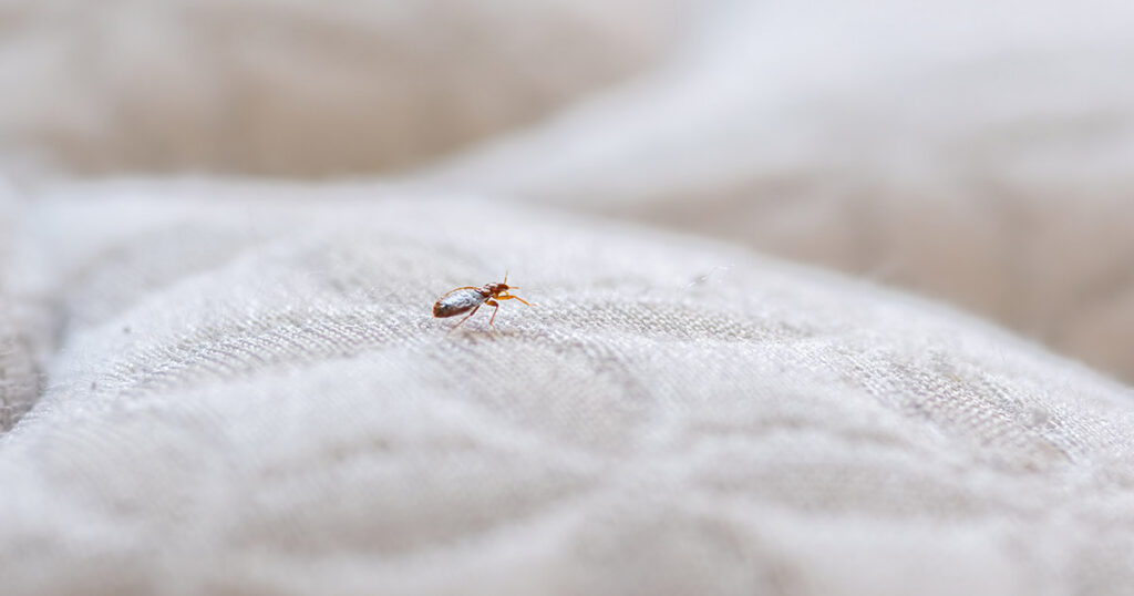 Insect on cloth
