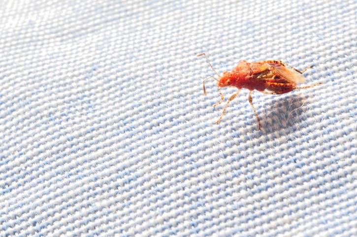 Insect on cloth