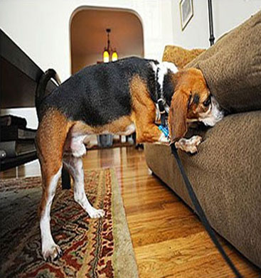 Bed Bug Detection Service
