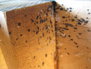Bed Bug Exterminator Toronto - Affordable Bed Bug Heat