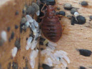 Bed Bugs Nest