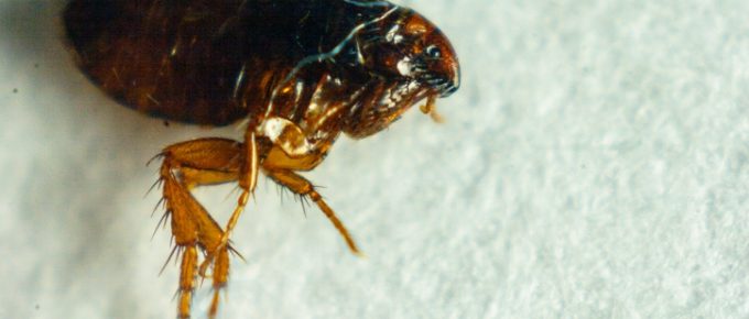 Flea or Human Flea Pulex irritans isolated on a white background