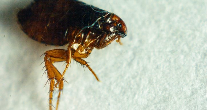 Flea or Human Flea Pulex irritans isolated on a white background