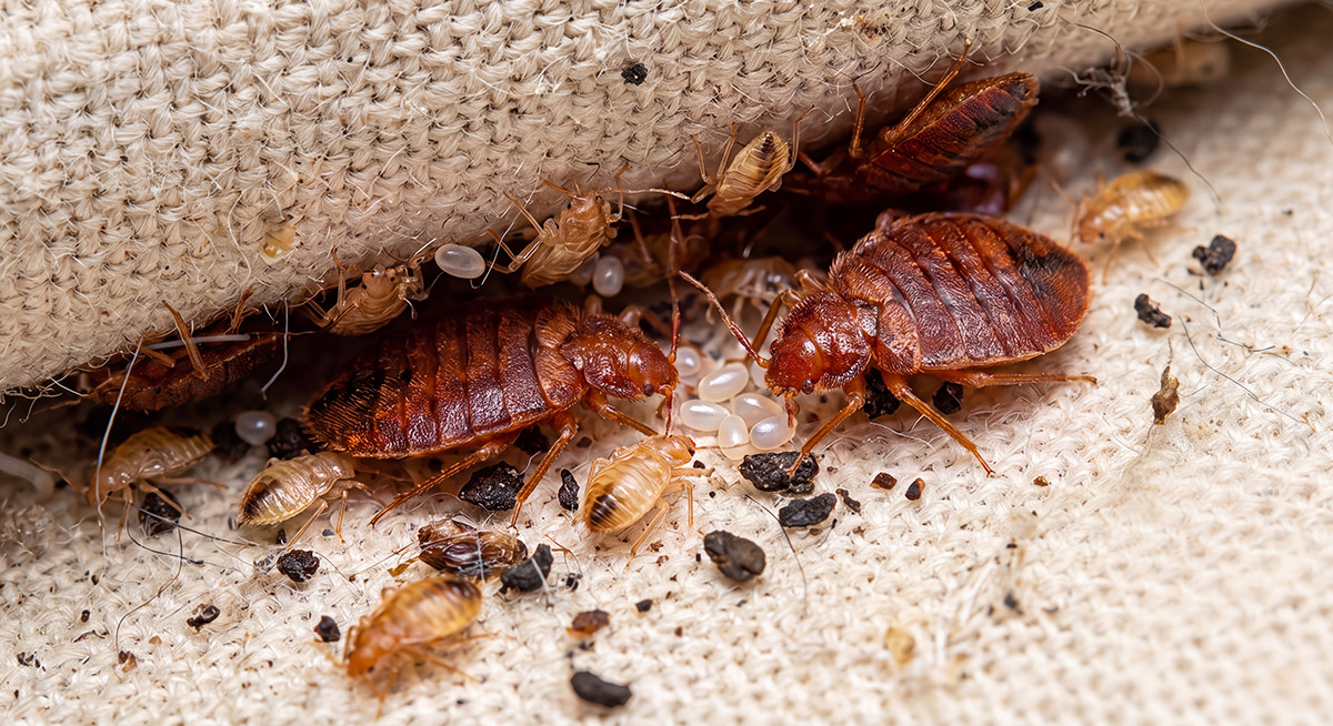 Bed bugs and its eggs