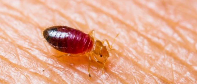 Close up of bedbug on skin