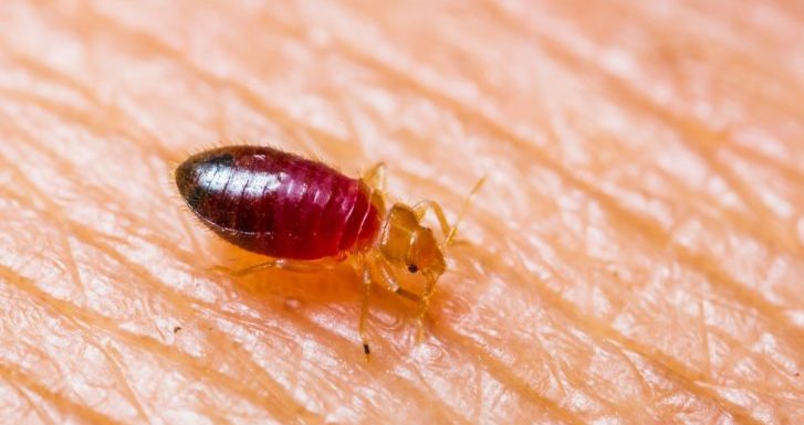 Close up of bedbug on skin