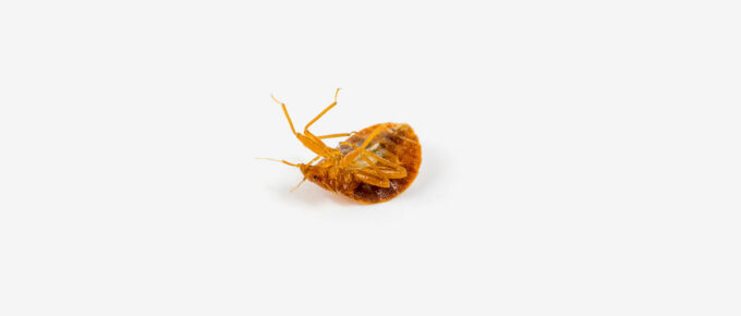 bed bug