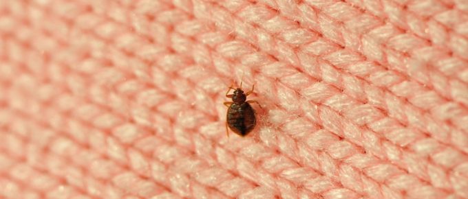 A single bed bug on a blanket fiber