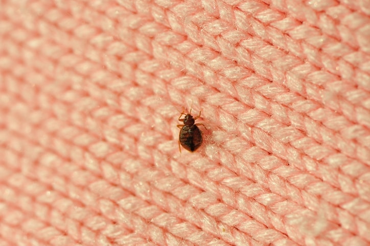 does baby powder help with bed bugs